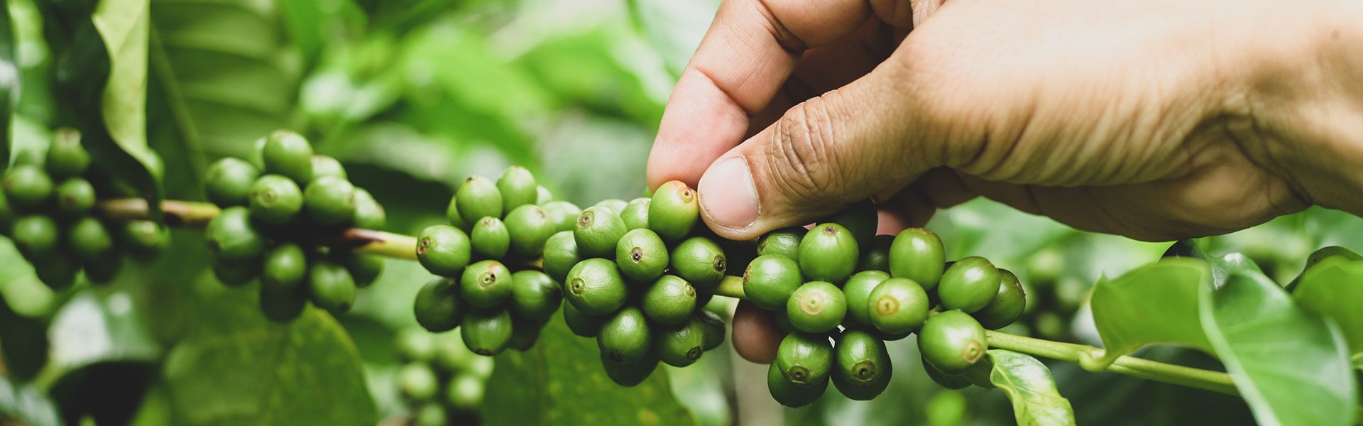 ¿Conoces el café robusta?