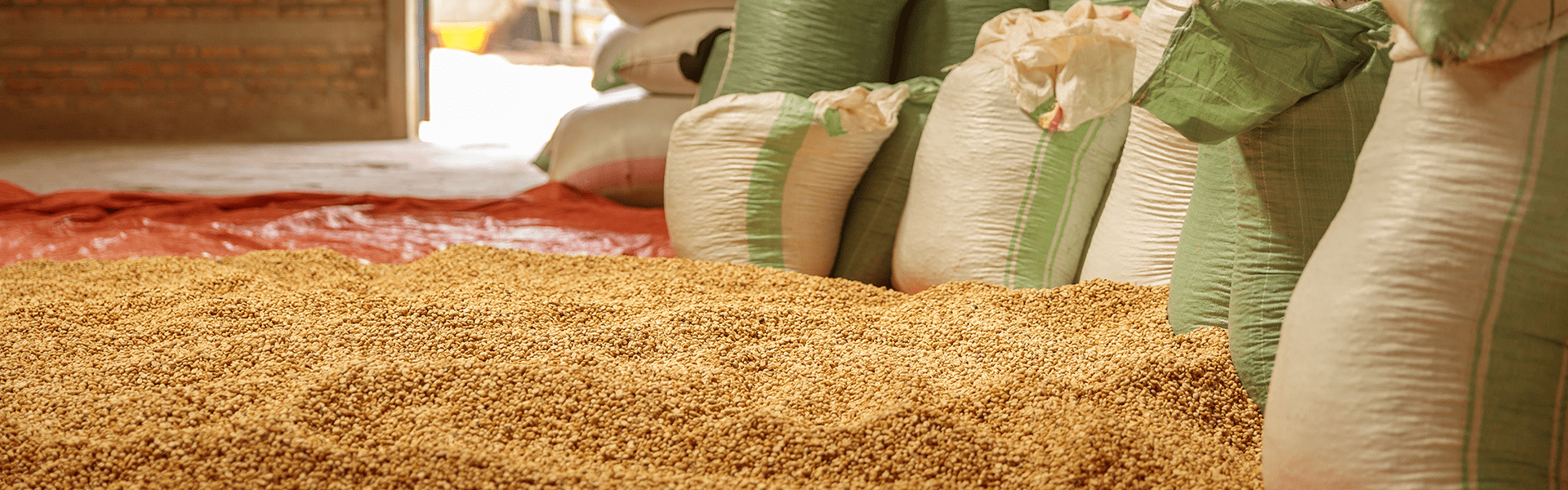 En Venezuela también se produce café arábica